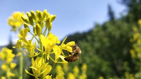 Bee, yellow flower nature Stock Footage 239299027