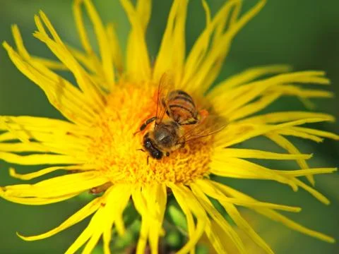 Bee on yellow flower. Stock Photos