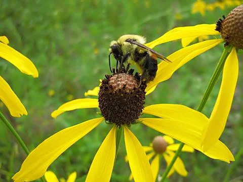 Bee On Yellow Flower Stock Photos