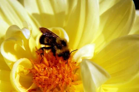 Bee on yellow flower 스톡 사진