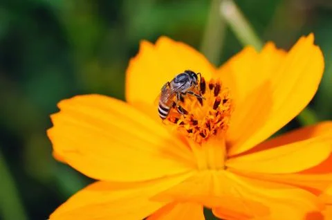 Bee on the yellow flower. Stock Photos
