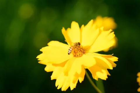 Bee on yellow flower Stock Photos
