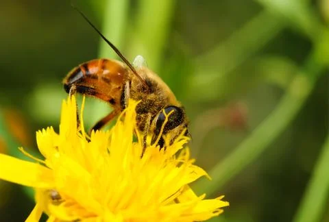 Bee on yellow flower. Stock Photos