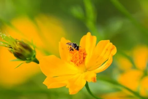 Bee on yellow flower Stock Photos