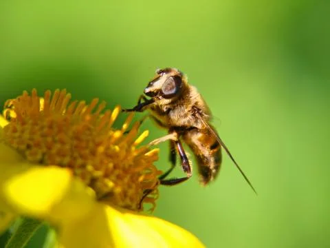 Bee on a yellow flower. Stock Photos