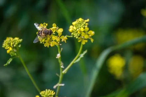 Bee on the yellow flower Foto stock