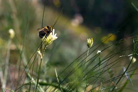 Bee on yellow flower Foto stock