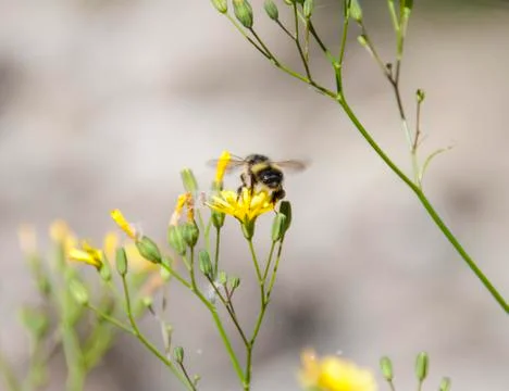 Bee on a yellow flower Stock Photos