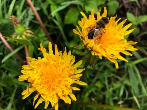 Bee on a yellow flower. Stock Photos