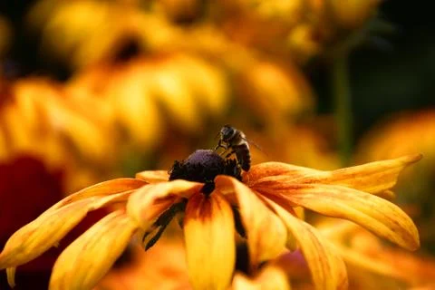 Bee on yellow flower Stock Photos