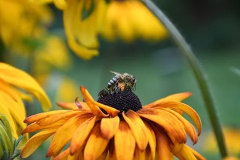 Bee on yellow flower Stock Photos