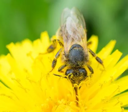 Bee on yellow flower Stock Photos