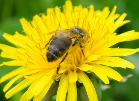 Bee on yellow flower Stock Photos