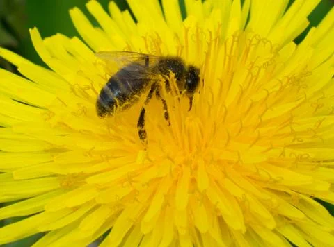 Bee on yellow flower Stock Photos