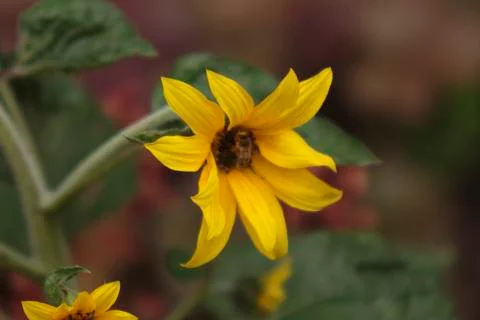 Bee in Yellow Flower Stock Photos