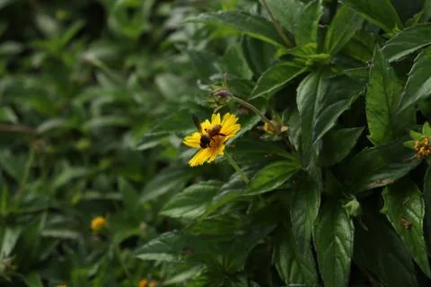 Bee on yellow flower 写真素材
