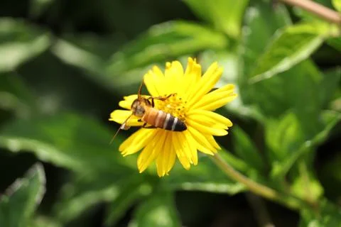 Bee on yellow flower Stock Photos