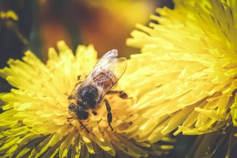 Bee on yellow flower Stock Photos