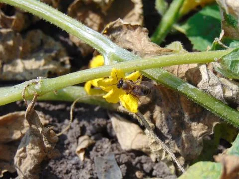 Bee on a yellow flower 写真素材
