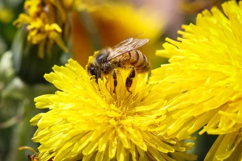 Bee on yellow flower Stock Photos