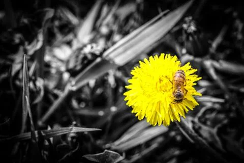 Bee on yellow flower Foto stock