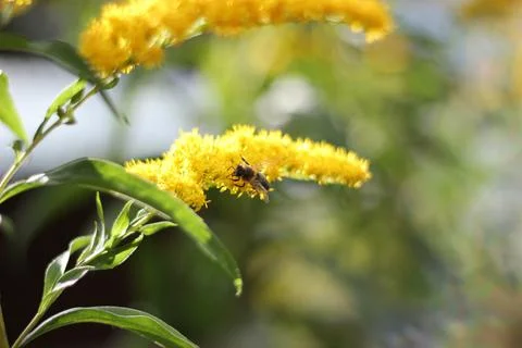 Bee on a yellow flower Stock Photos