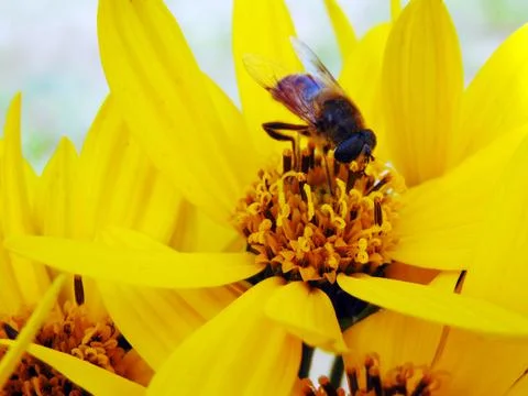 Bee on a yellow flower Fotos Stock