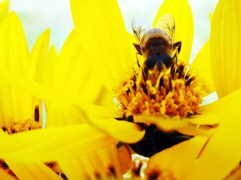 Bee on a yellow flower Fotos Stock