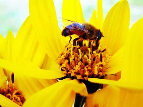 Bee on a yellow flower 写真素材