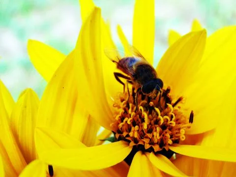 Bee on a yellow flower Stock-Fotos