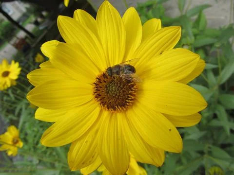 Bee on yellow flower Foto stock