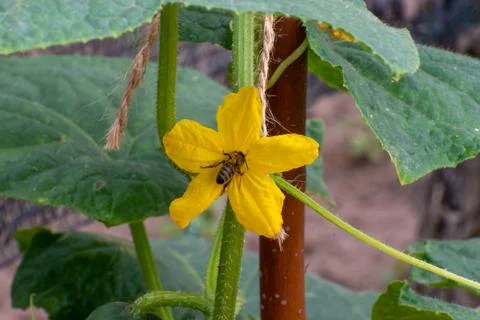 Bee in a yellow flower 库存照片