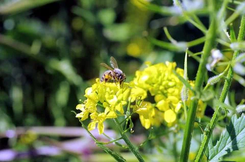 A bee on a yellow flower Stock Photos