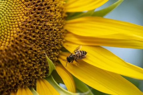 Bee is on a yellow flower 스톡 사진