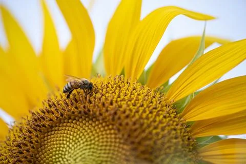 Bee is on a yellow flower Stock Photos