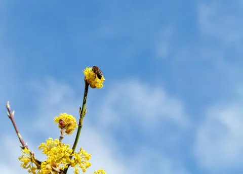 A bee on a yellow flower Stock Photos