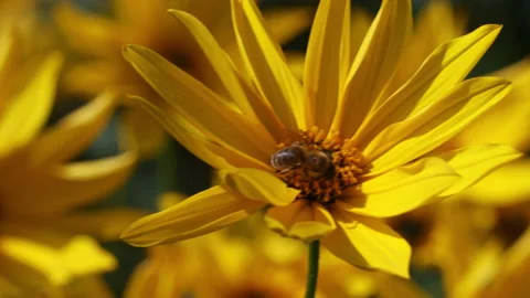 Bee on yellow flower save our planet Vídeo Stock 140362231