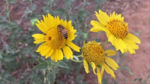 Bee on Yellow Flower (slow motion) Vídeos de archivo 95931846