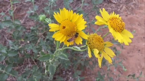 Bee on Yellow Flower (slow motion) Vídeos de archivo 95931857