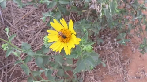 Bee on Yellow Flower (slow motion) Vídeos de archivo 95931869