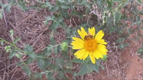 Bee on Yellow Flower (slow motion) Vídeos de archivo 95931870