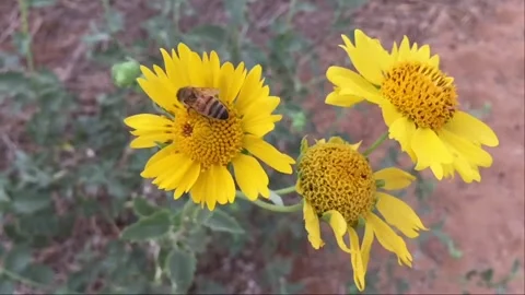 Bee on Yellow Flower (slow motion) Vídeos de archivo 95931921