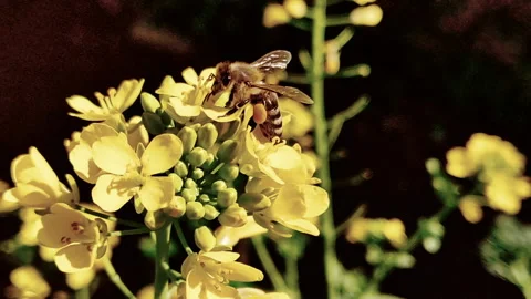 BEE ON YELLOW FLOWER (SLOW MOTION) Stock Footage 249426547