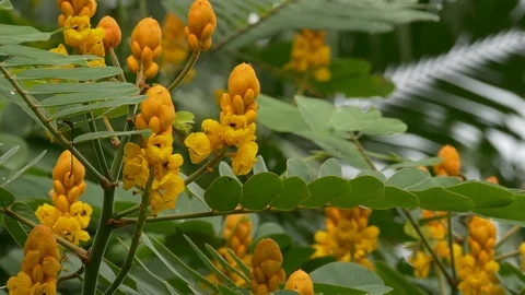 Bee on Yellow Flower, Suck Nectar 4K Stock Footage 107673958