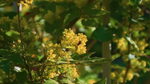 Bee yellow flower tree pollination handheld close up shot Stock Footage 341339856