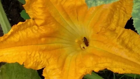 Bee in the yellow flower . View from above . Stock Footage 93775203