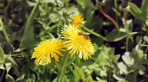 Bee on the yellow flower in the wild environment Stock Footage 63475635
