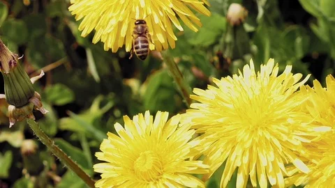 Bee on the yellow flower in the wild environment Stock Footage 69993892