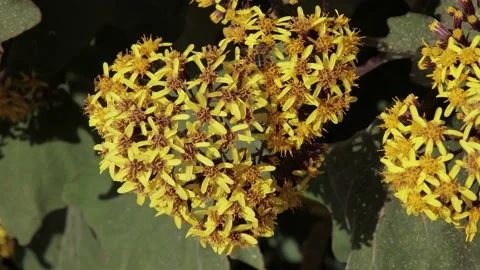 Bee on yellow flowers, close up, 4k Stock Footage 171527169