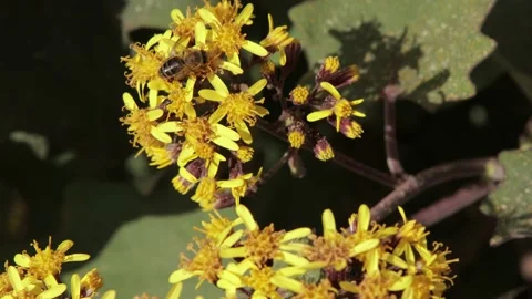 Bee on yellow flowers, close up, 4k Stock Footage 171528906